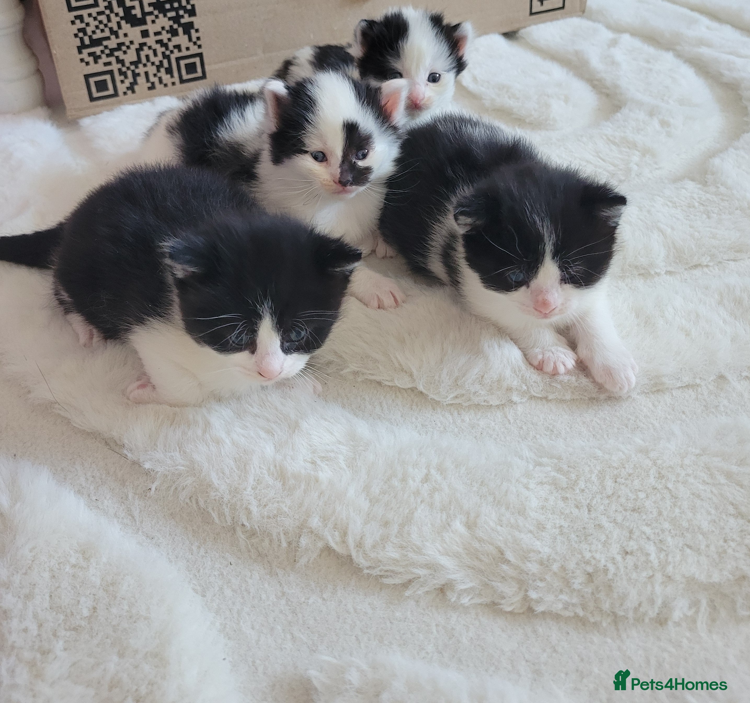 Mixed Breed cats 4 beautiful kittens looking for forever home - Advert 2