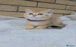 British Shorthair cats for sale: Gorgeous golden fluffs ready now in Peterborough - Image 11