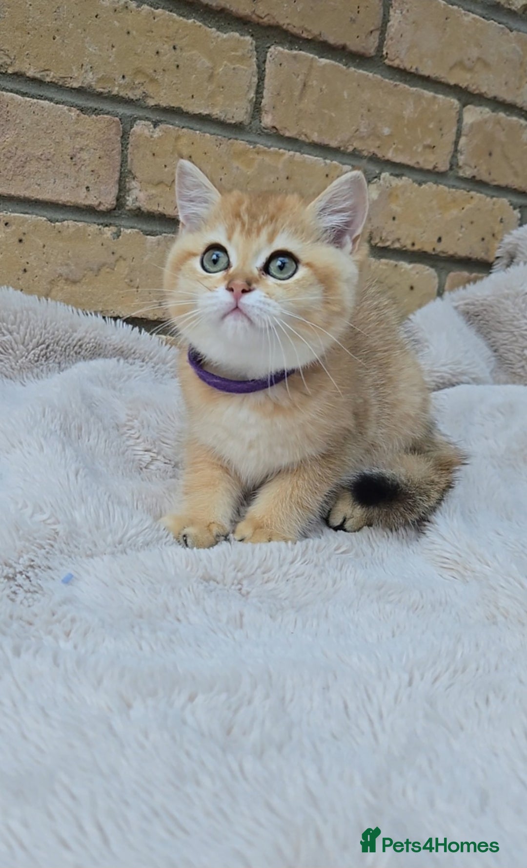 British Shorthair cats for sale: Gorgeous golden fluffs ready now in Peterborough - Image 11