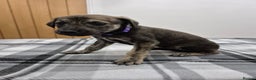 Lurcher dogs for sale: Beautiful litter of Lurcher pups - Advert 13