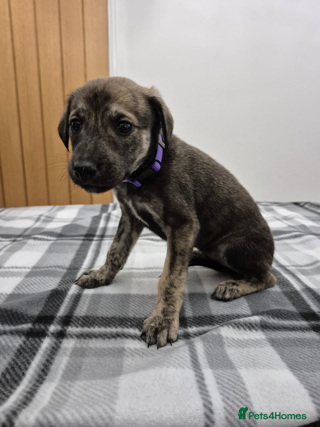 Lurcher dogs for sale: Beautiful litter of Lurcher pups - Advert 13