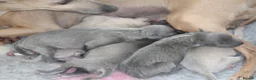 Italian Greyhound dogs for sale: Only one left. KC registered Italian Greyhounds - Advert 11