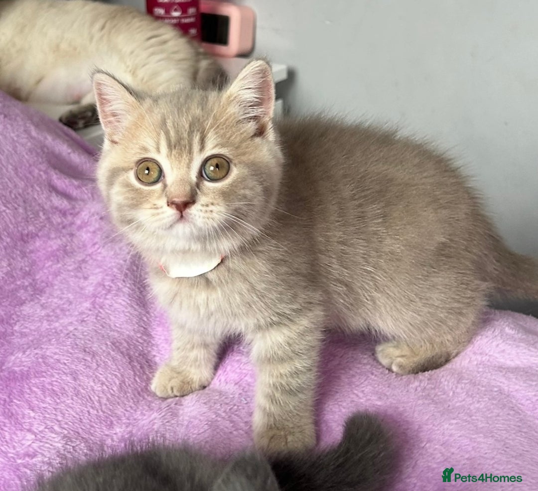 British Shorthair cats for sale: Gorgeous British Shorthair Kittens  - Image 4