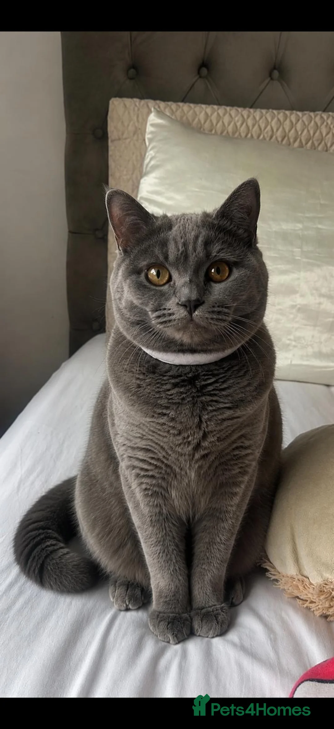 British Shorthair cats for sale: Female British short hair kitten for sale  in Cleckheaton - Advert 1