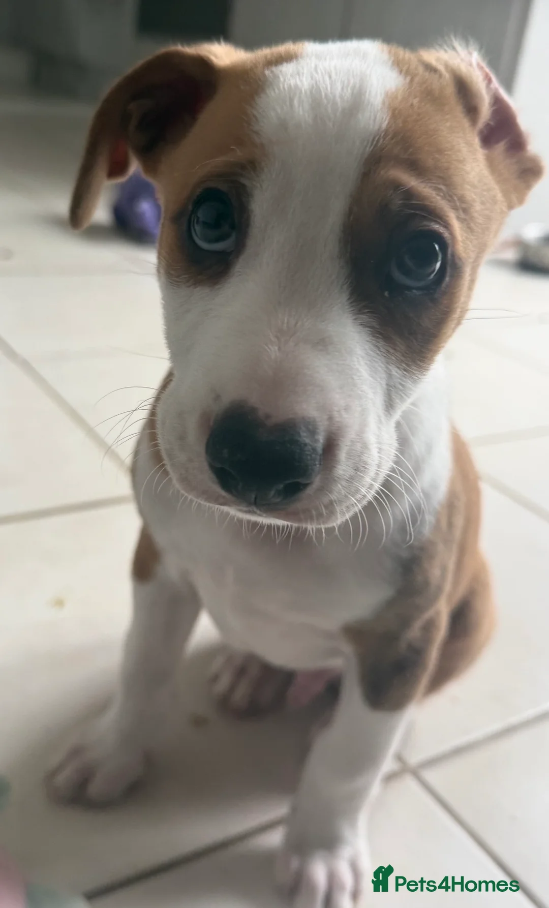 Mixed Breed dogs for sale: Mixed breed male in Chester-le-Street - Advert 3