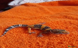 Leopard Gecko reptiles for sale: Baby leopard geckos  - Image 9