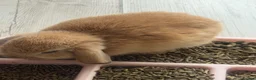 Mixed Breed rabbits for sale: Baby bunnies  - Advert 3