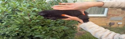 Pomeranian dogs for sale: Rare Blue eye Merle, husky type Black pomeranians  - Advert 15