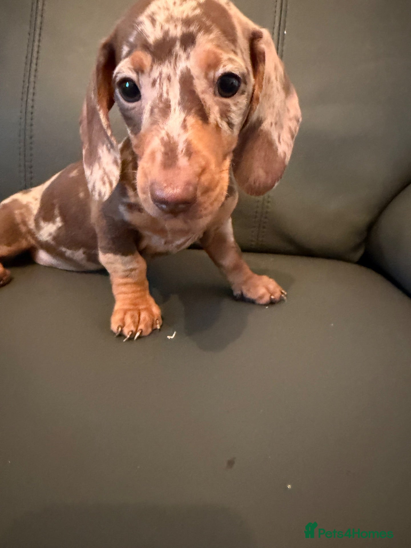 Miniature Dachshund dogs MINIATURE DACHSHUND PUPS - Advert 2