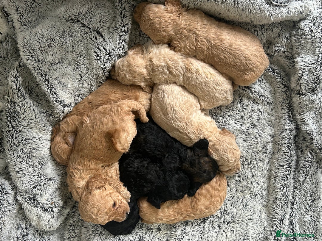 Poochon dogs for sale: Poochon puppies - Image 2