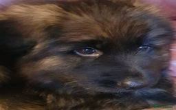 German Shepherd dogs for sale: Beautiful German Shepherd Puppies  - Advert 11