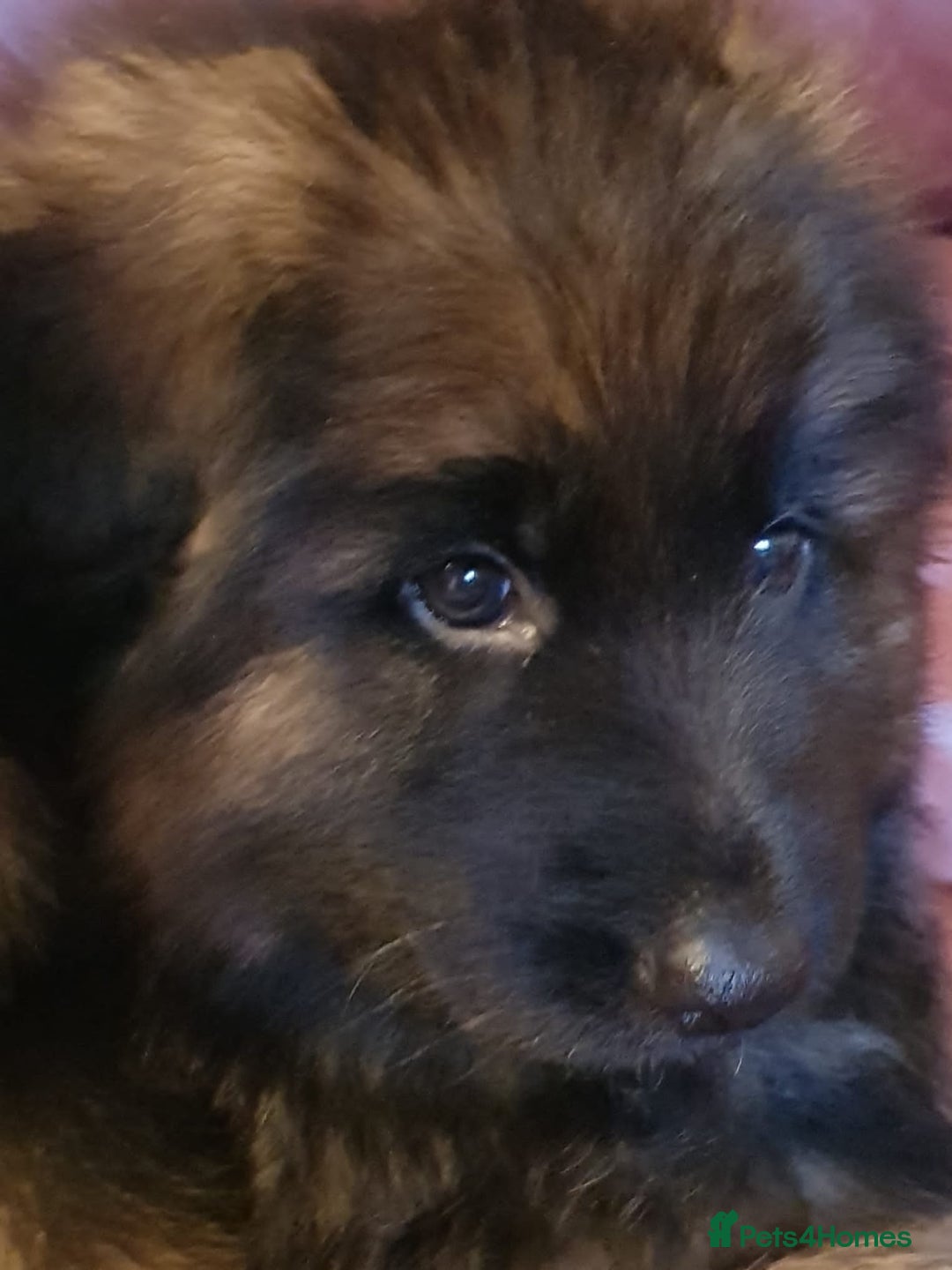 German Shepherd dogs for sale: Beautiful German Shepherd Puppies  - Advert 11