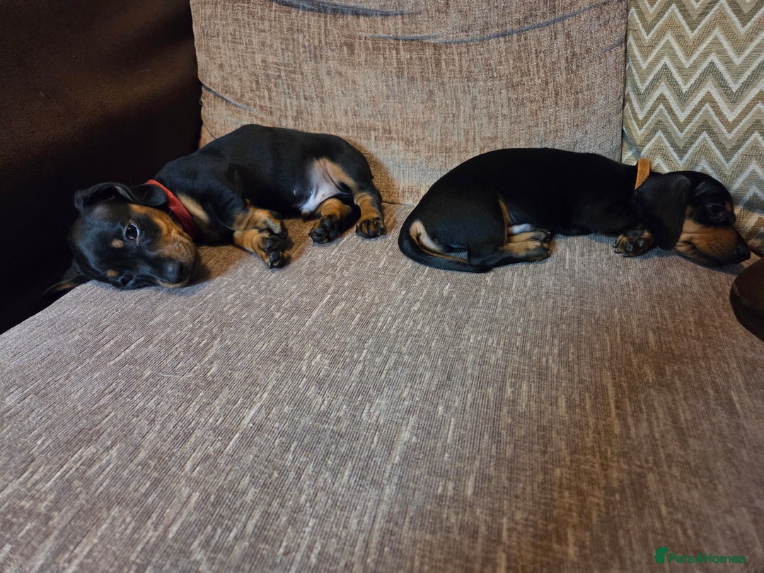 Miniature Dachshund dogs for sale: Only 4 beautiful miniature dachshund puppies - Advert 28