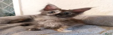 Maine Coon 6