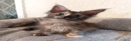 Maine Coon cats for sale: TICA Reg Maine Coon Kittens. Red. Tortie. White - Advert 3