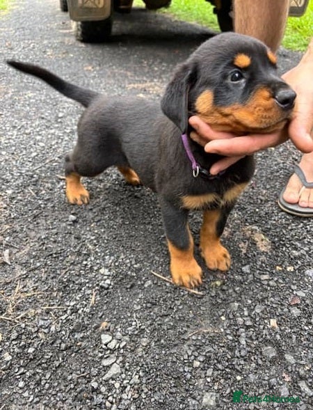 Rottweiler dogs for sale: Healthy Pure chunky big bone puppies in Chichester - Advert 1