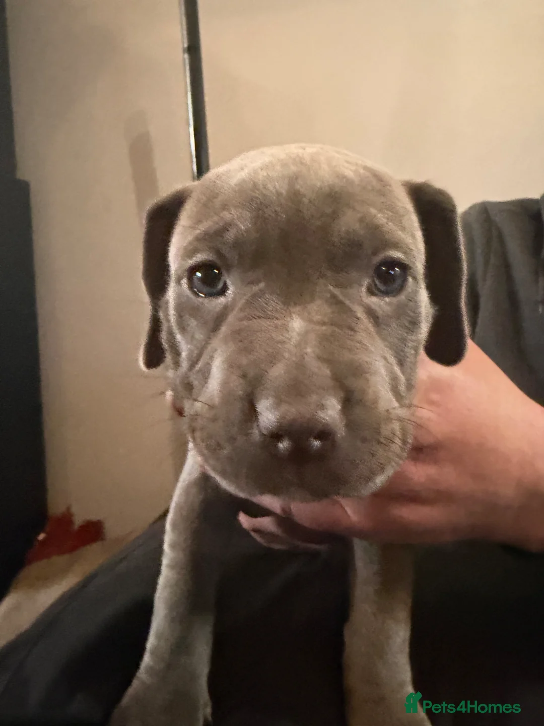 Mixed Breed dogs for sale: American pocket bully - Advert 1