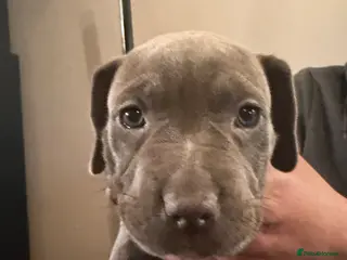 Mixed Breed dogs American pocket bully - Advert 2