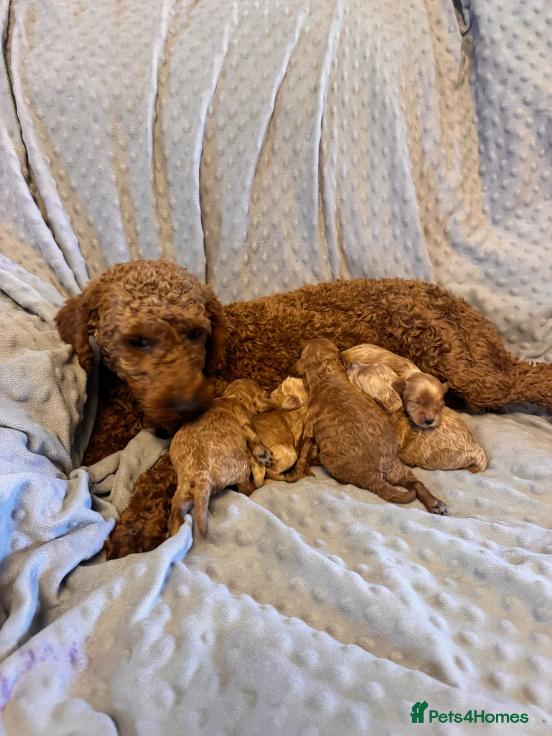 Maltipoo dogs for sale: Stunning Red Maltipoo Pups 5 Boys § Girl in Gillingham - Advert 1