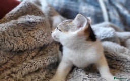 Mixed Breed cats for sale: 4 beautiful little kittens  - Image 11