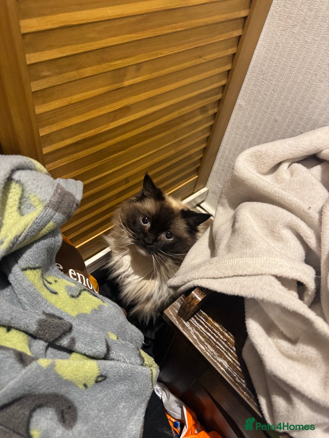 Ragdoll cats for sale: Beautiful Ragdoll female  - Advert 11