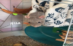 Rat rodents for sale: 5 male rats looking for a new home - Image 6