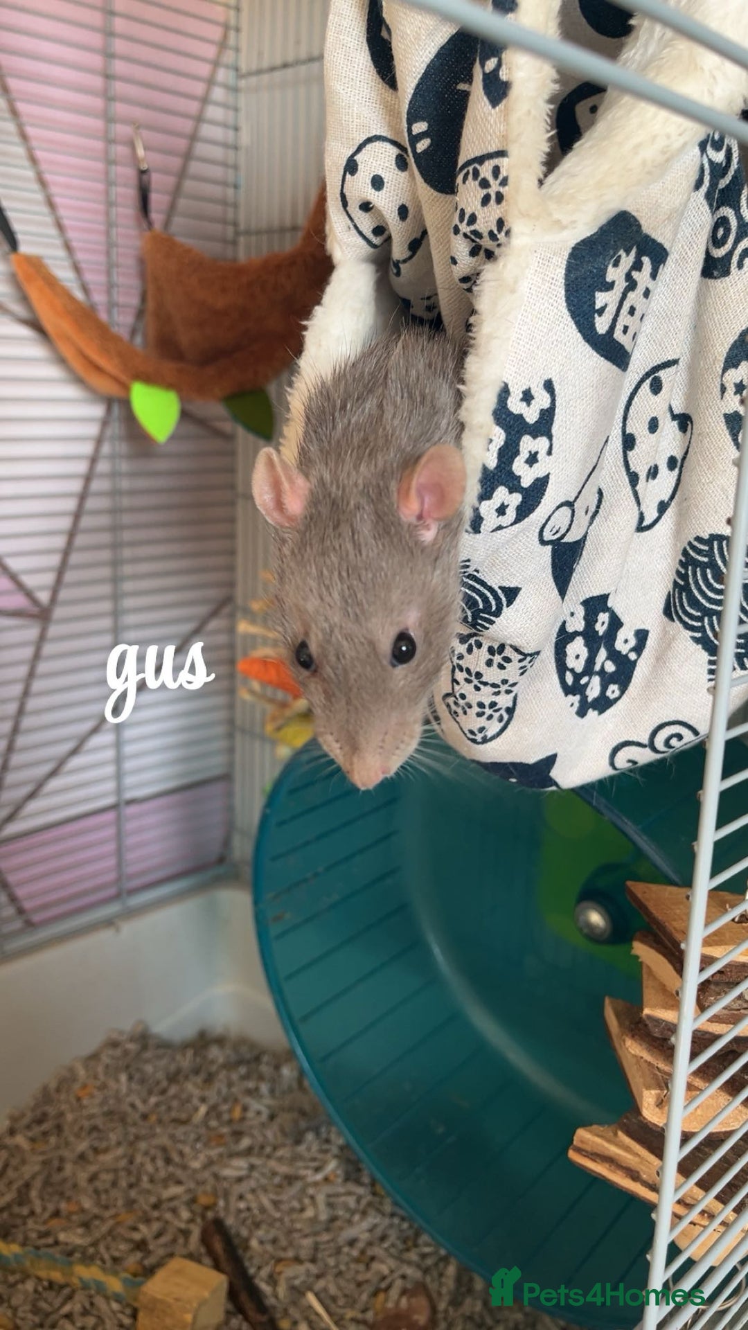 Rat rodents for sale: 5 male rats looking for a new home - Image 6