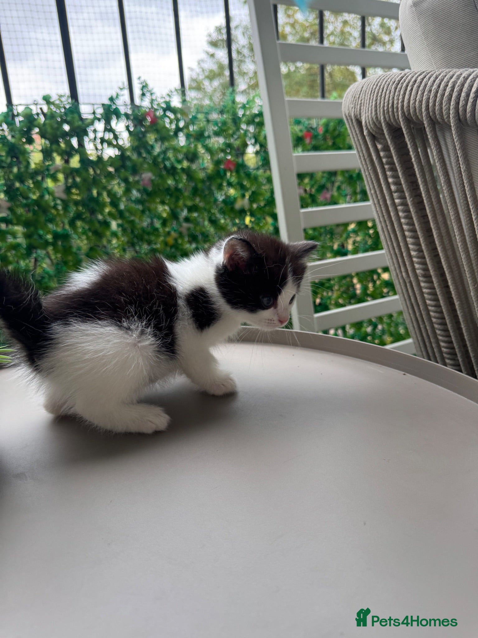 Mixed Breed cats Beautiful Ragdoll x Calico female kittens  - Advert 10