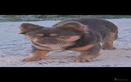French Bulldog dogs for sale:  🐾Fluffy French Bulldog Isabella&Tan Boys🐾 - Image 10