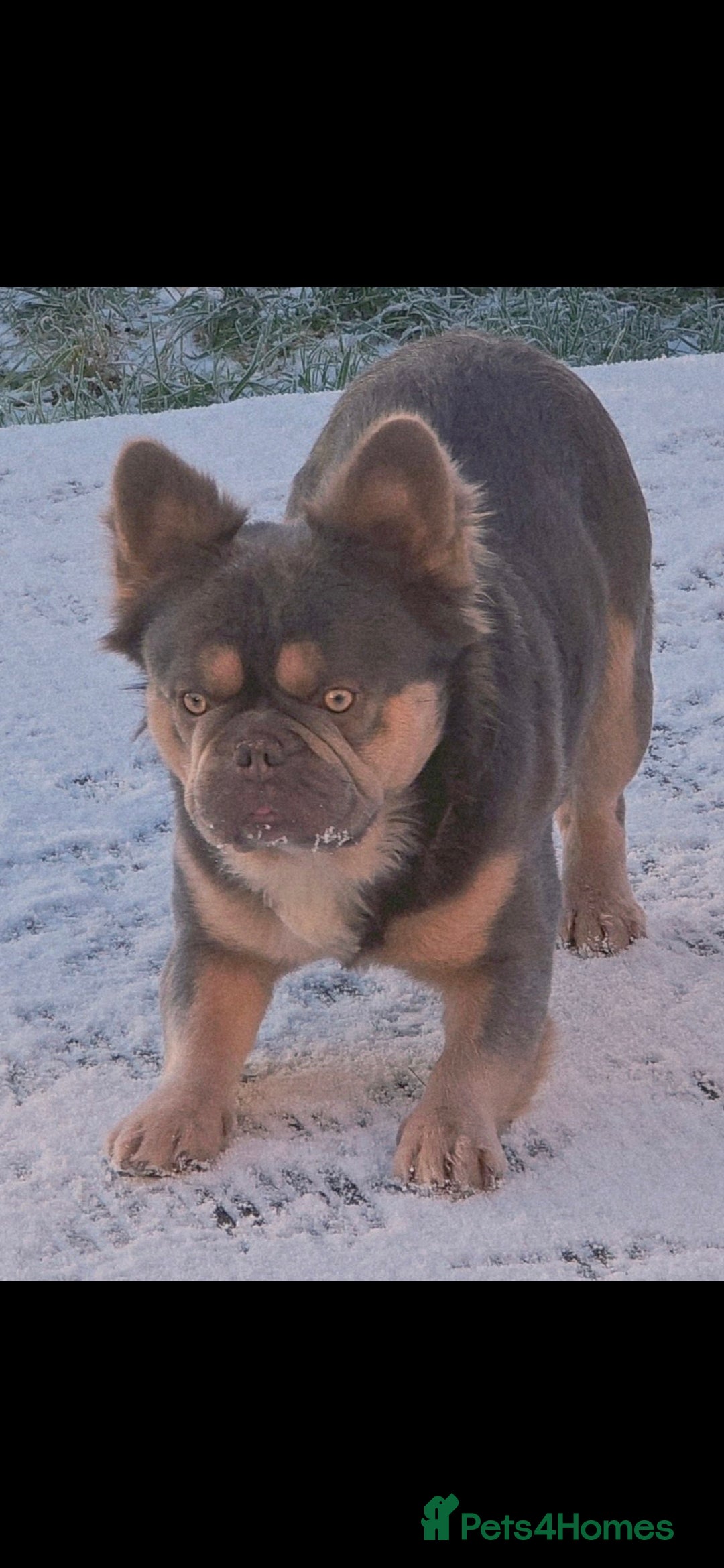 French Bulldog dogs for sale:  🐾Fluffy French Bulldog Isabella&Tan Boys🐾 - Image 10
