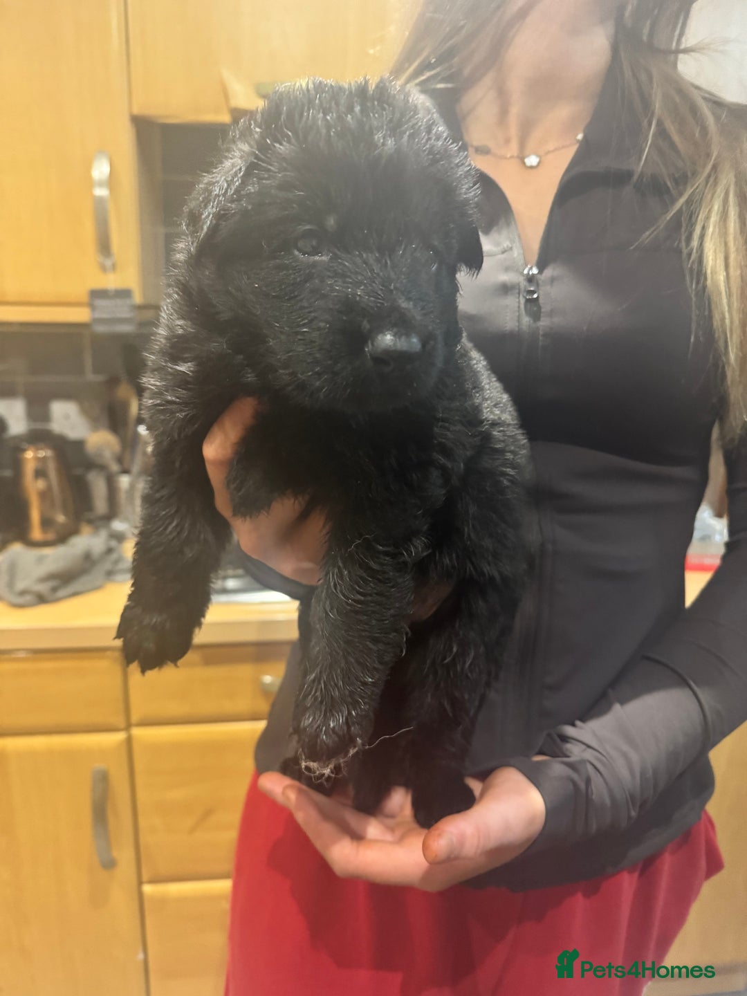 German Shepherd dogs for sale: Rockforce Long Haired German Shepherd Puppies - Advert 17