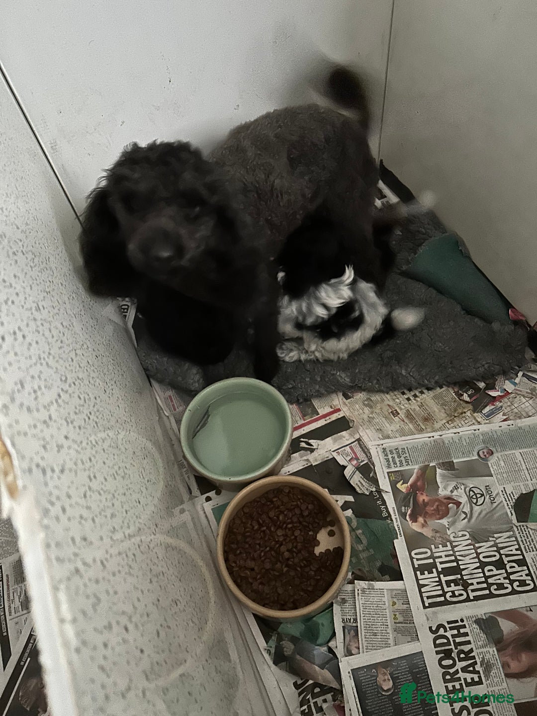 Shihpoo dogs for sale: Stunning shihpoo puppy’s ready now  - Advert 8