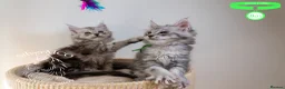 Maine Coon cats for sale: Stunning Maine Coon Kittens - Advert 14