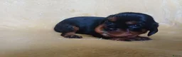 Cavalier King Charles Spaniel dogs for sale: Choc & Tan carriers - CKC Spaniel Puppies - Advert 31