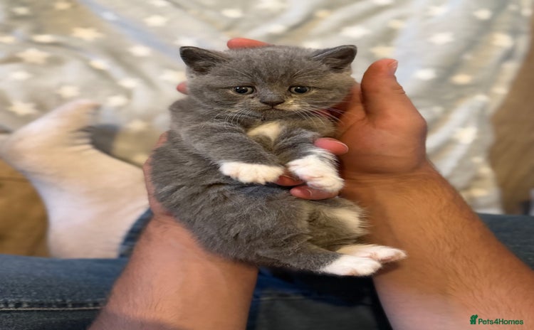 British Shorthair cats - Advert 4