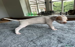 Pointer dogs for sale: KC reg Pointer Puppies - Image 35