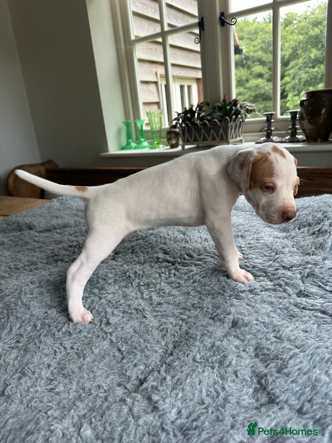 Pointer dogs for sale: KC reg Pointer Puppies - Image 35