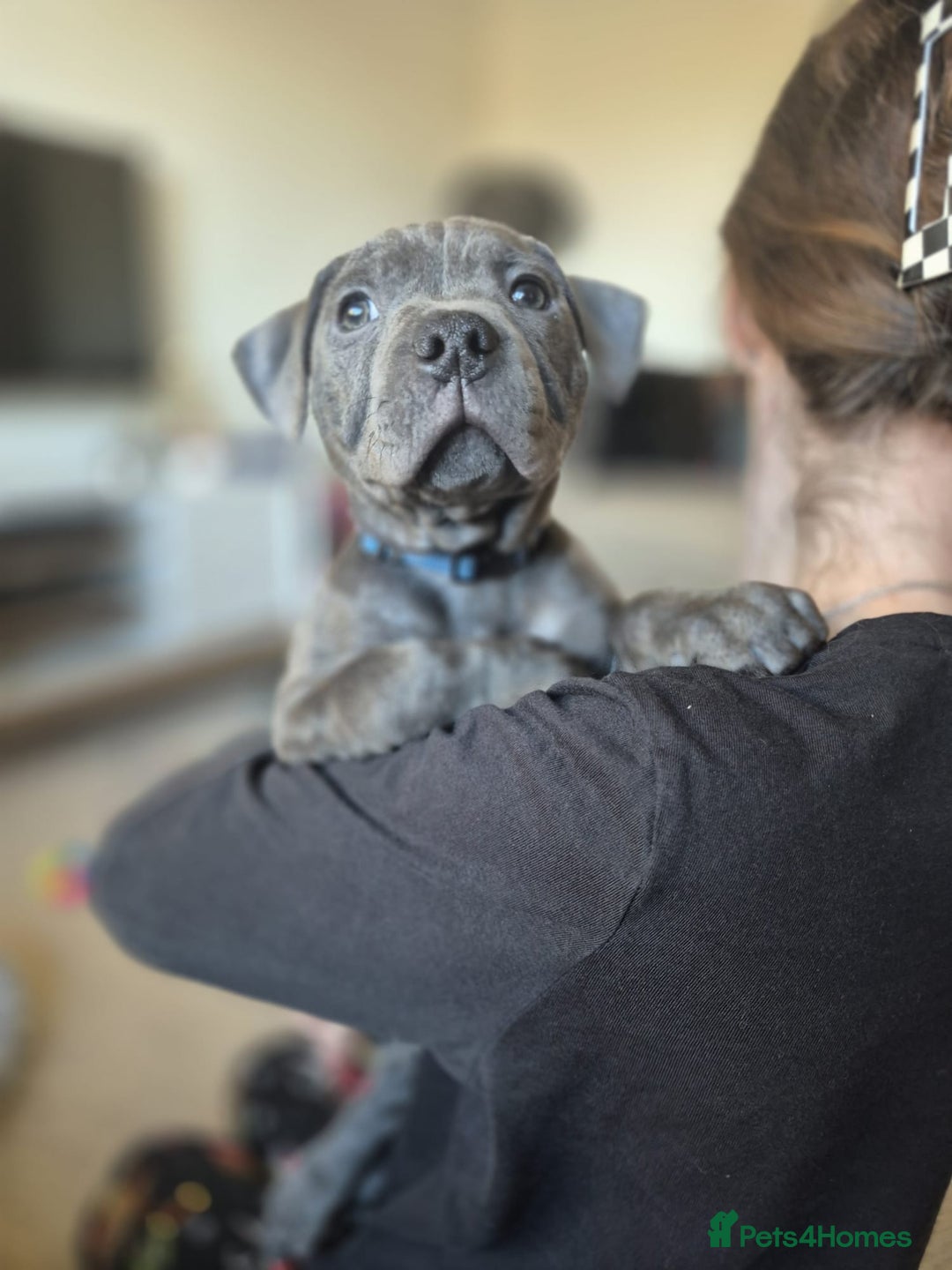 Staffordshire Bull Terrier dogs for sale: 10wk Old Blue Staffordshire Bull Terrier For Sale - Advert 7