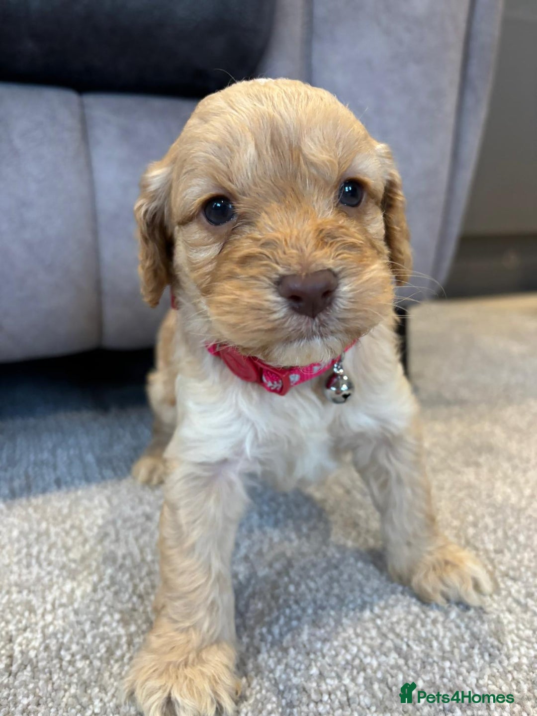 Cockapoo dogs for sale: Six stunning cockapoo puppies - Advert 21