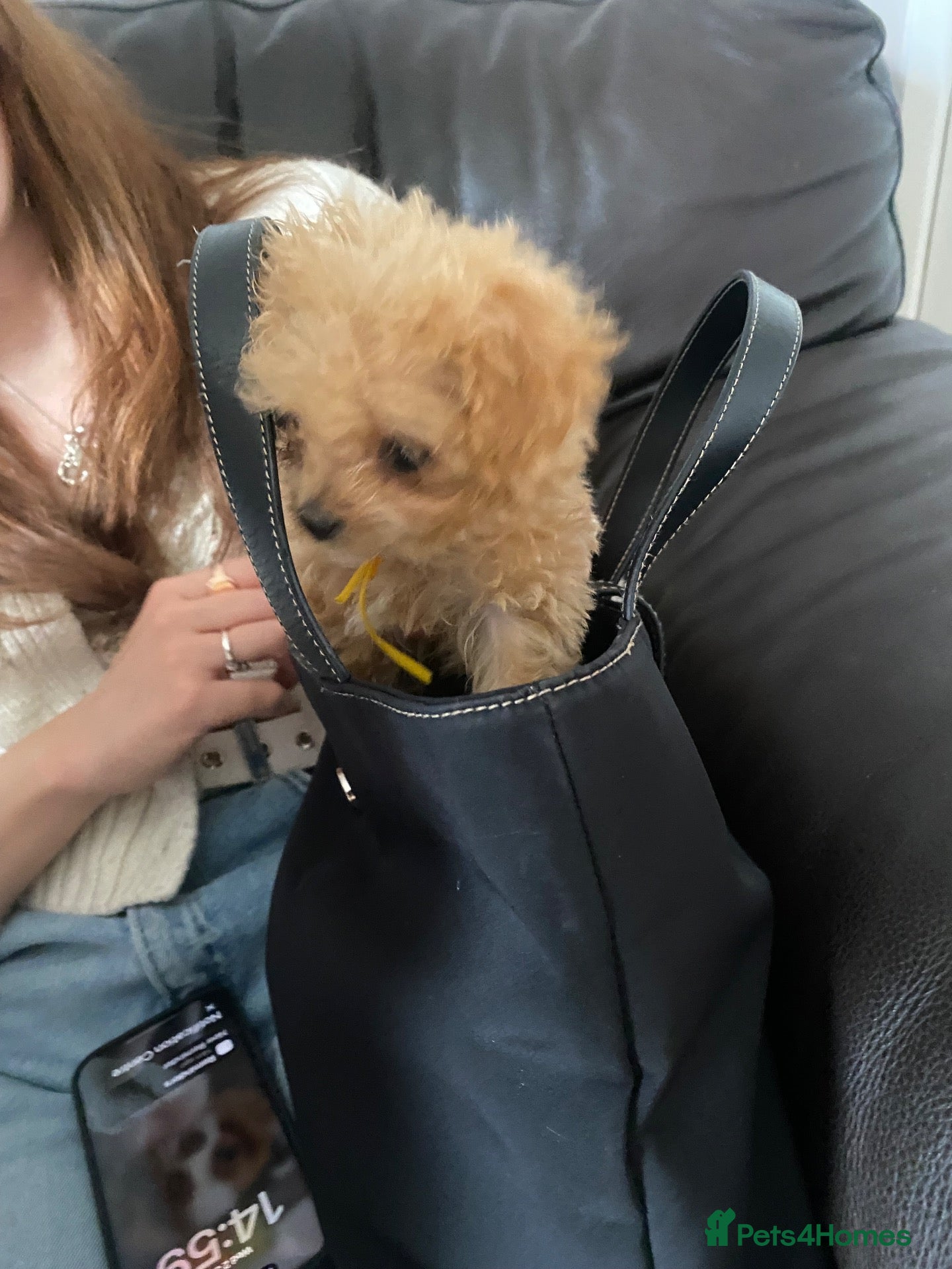 Maltipoo dogs Asian tiny x-small multipoo puppies f1 Ready now  - Advert 2