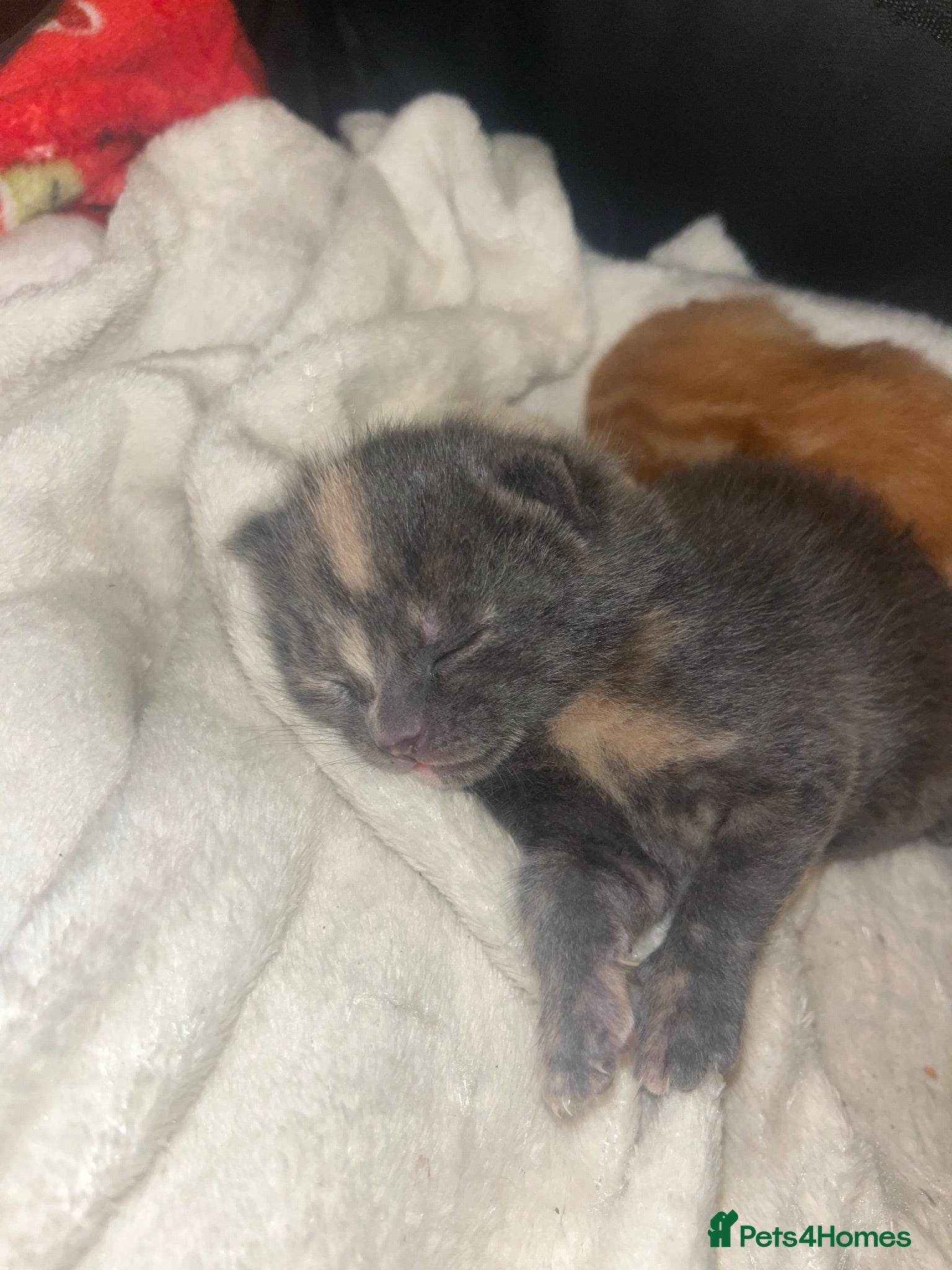 Mixed Breed cats 4 half Maine Coon kittens  - Advert 1