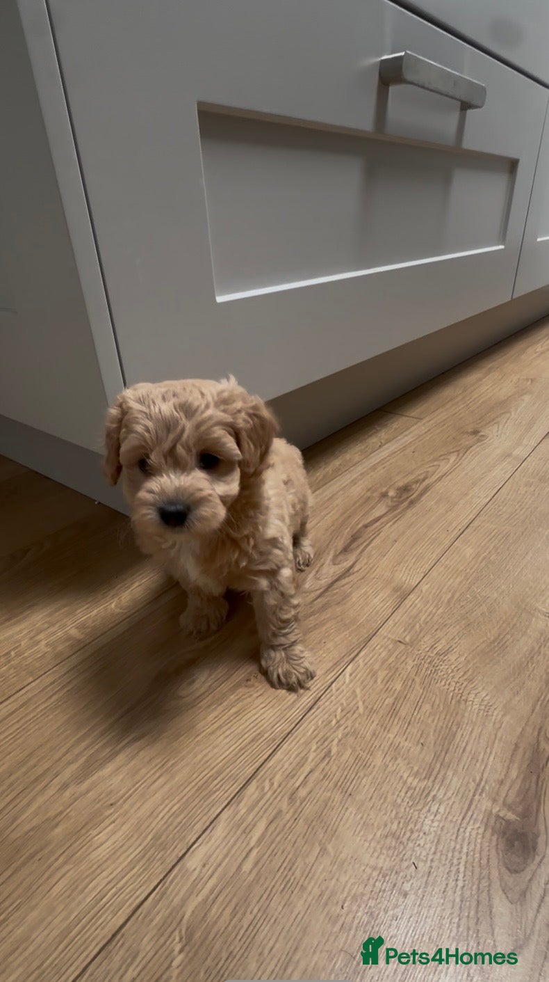 Maltipoo dogs Beautiful F1 Maltipoo’s by health tested parents  - Advert 11