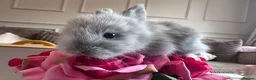 Lionhead rabbits for sale: Beautiful double mane Lionhead bunnies 🐰😍 - Advert 7