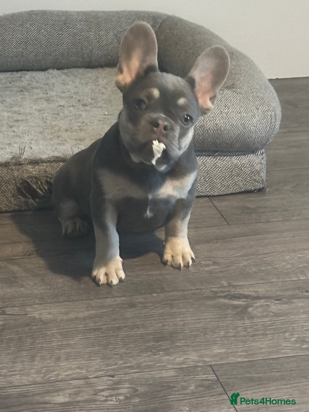 French Bulldog dogs for sale: French Bulldog 1 Fur Baby ‼️PRICE DROP £750‼️ - Image 4