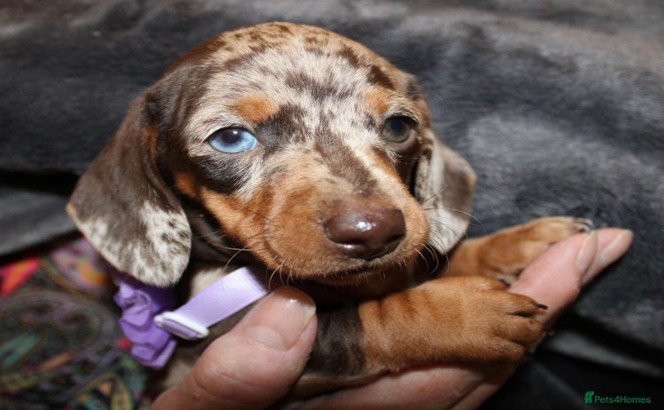 Dachshund dogs - Advert 1