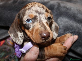 Dachshund dogs - Advert 14