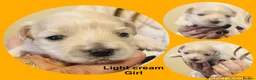 Maltipoo dogs for sale: Last girl left 6 wks old Beautiful maltipoo puppy - Advert 21