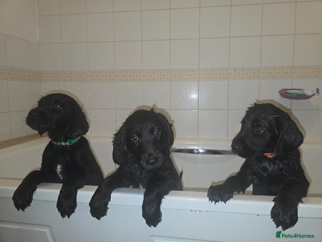 Labrador Retriever dogs for sale: Chunky pups ready now - Advert 7