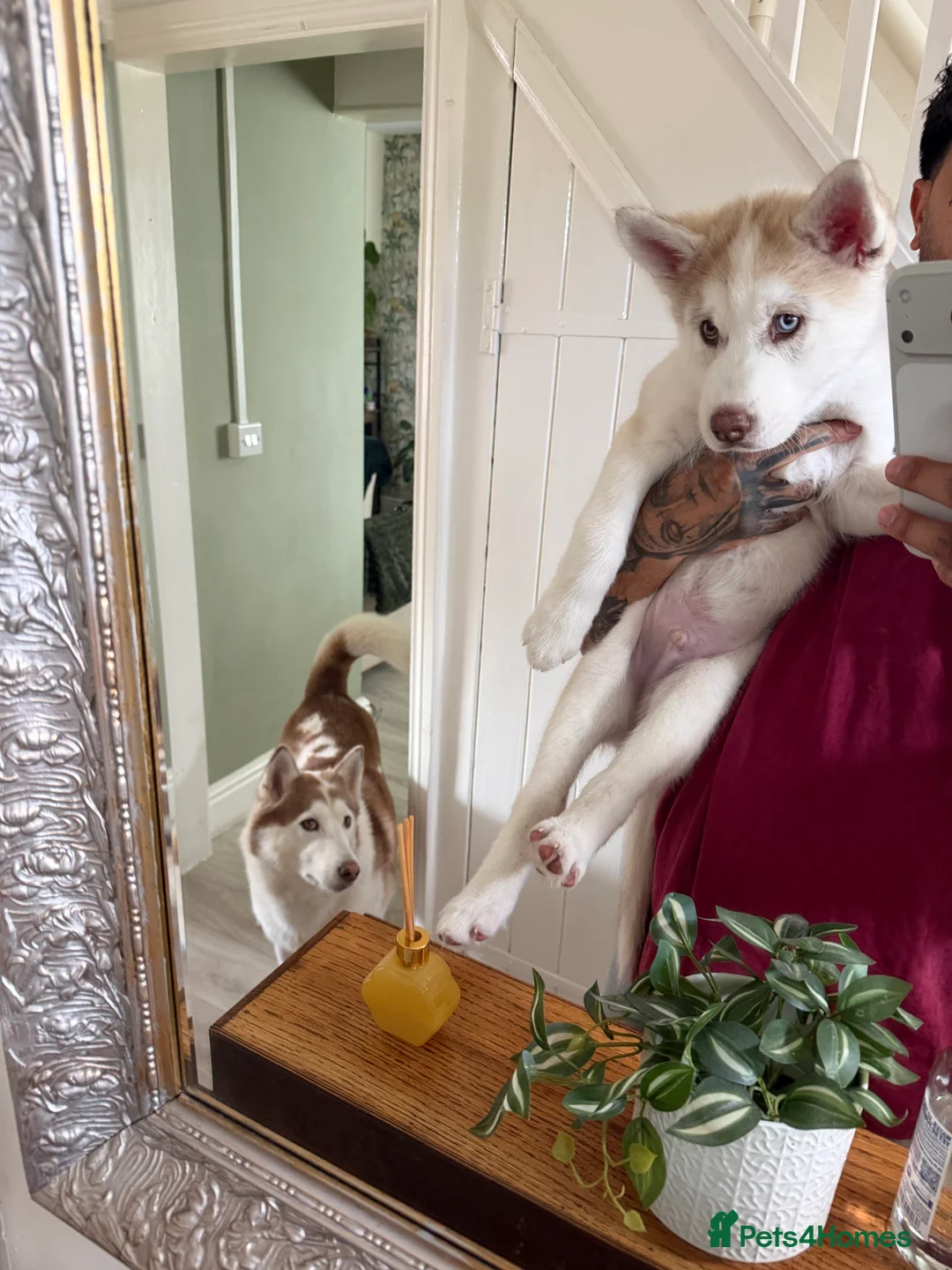 Siberian Husky dogs for sale: Siberian husky puppies - Advert 2