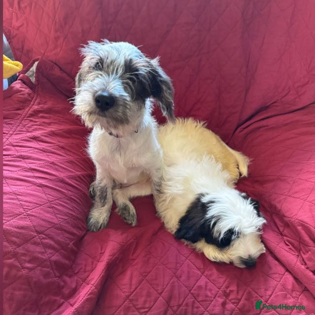 Mixed Breed dogs for adoption: Sweet Teddy is Ready For Adoption! 12 Weeks Old - Image 4